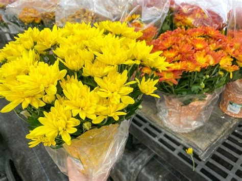 cheapest mums in my area